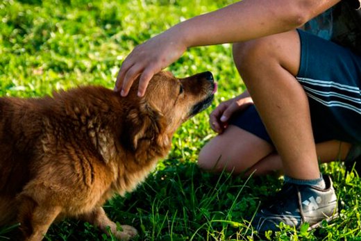 Cosas repugnantes que tu perro puede comer