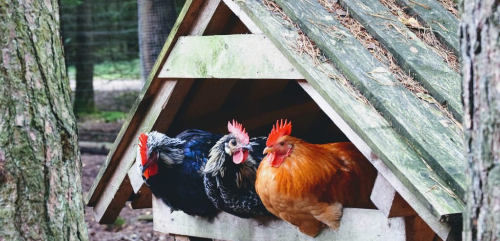 Esta granja cría pollos con cannabis