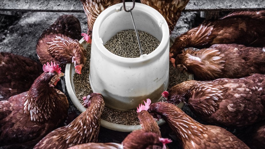 pollos con cannabis