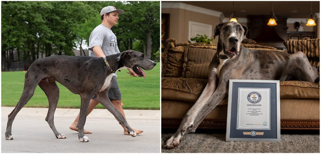 Zeus el perro más grande del mundo