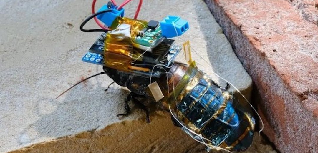 Cucaracha cyborg para investigación