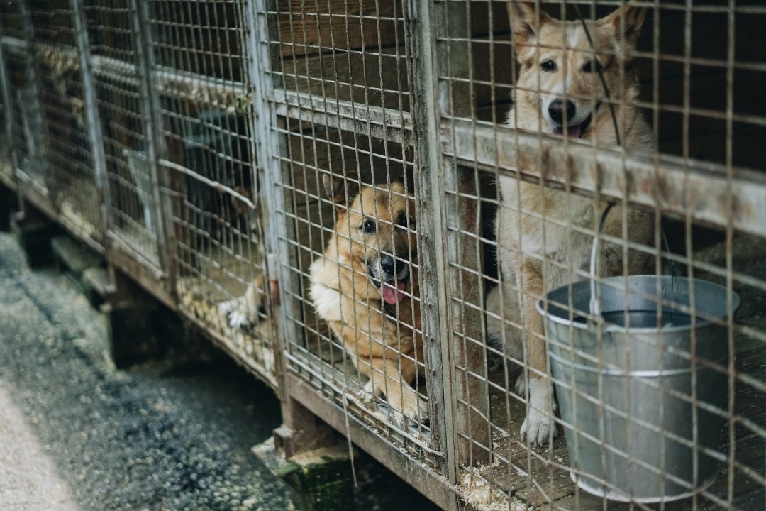 Perritos rescatados reubicación