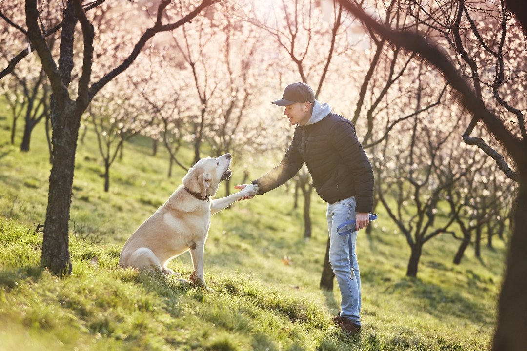 perros terapia