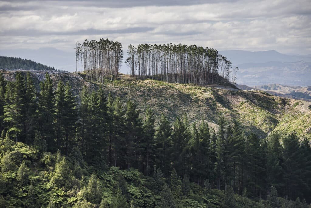 Deforestation New Zealand