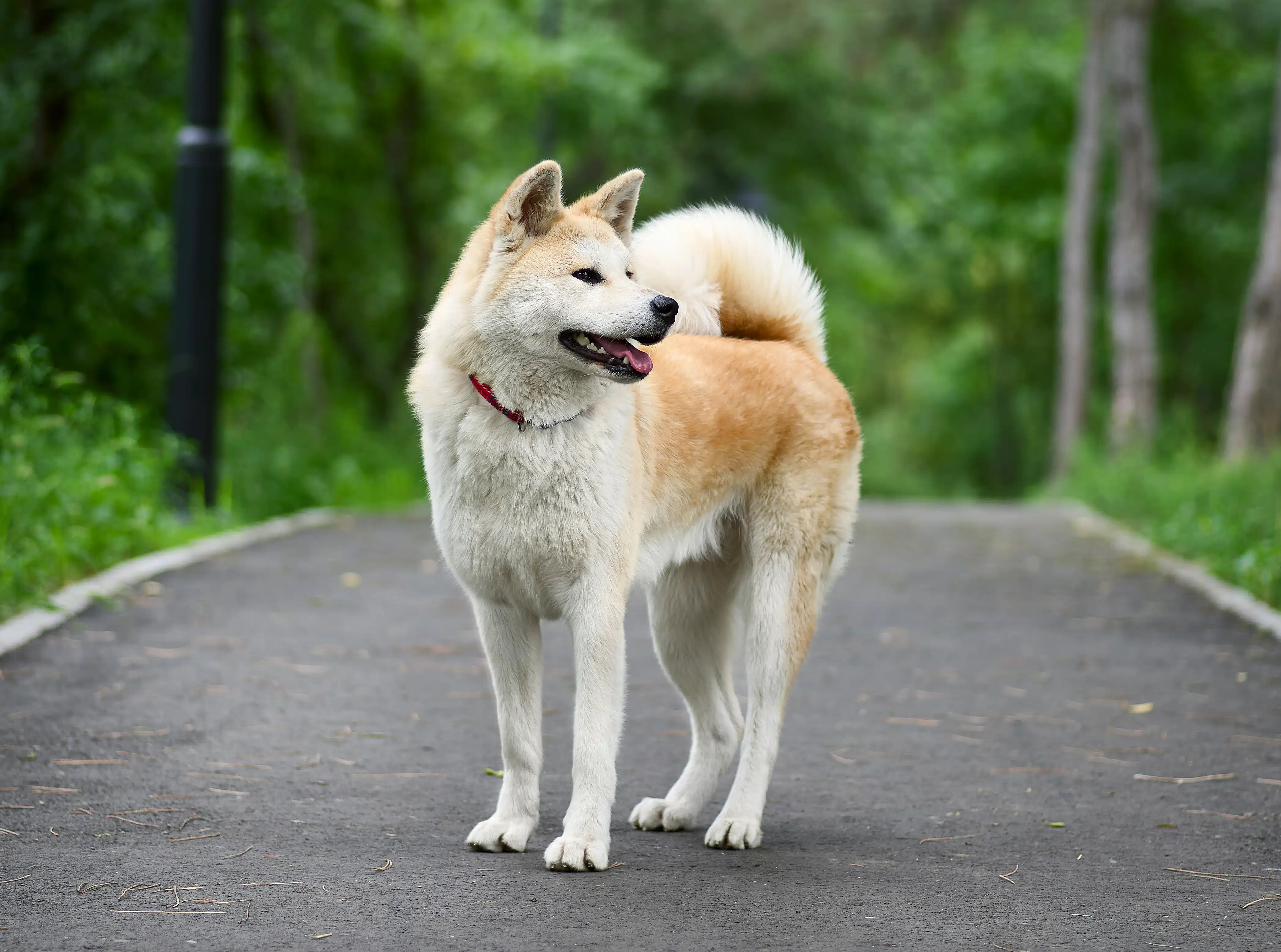 Akita inu