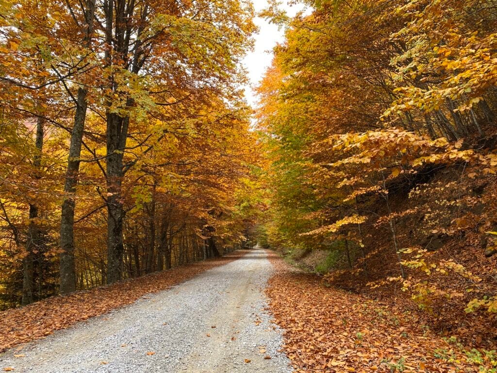 bosque otoño España