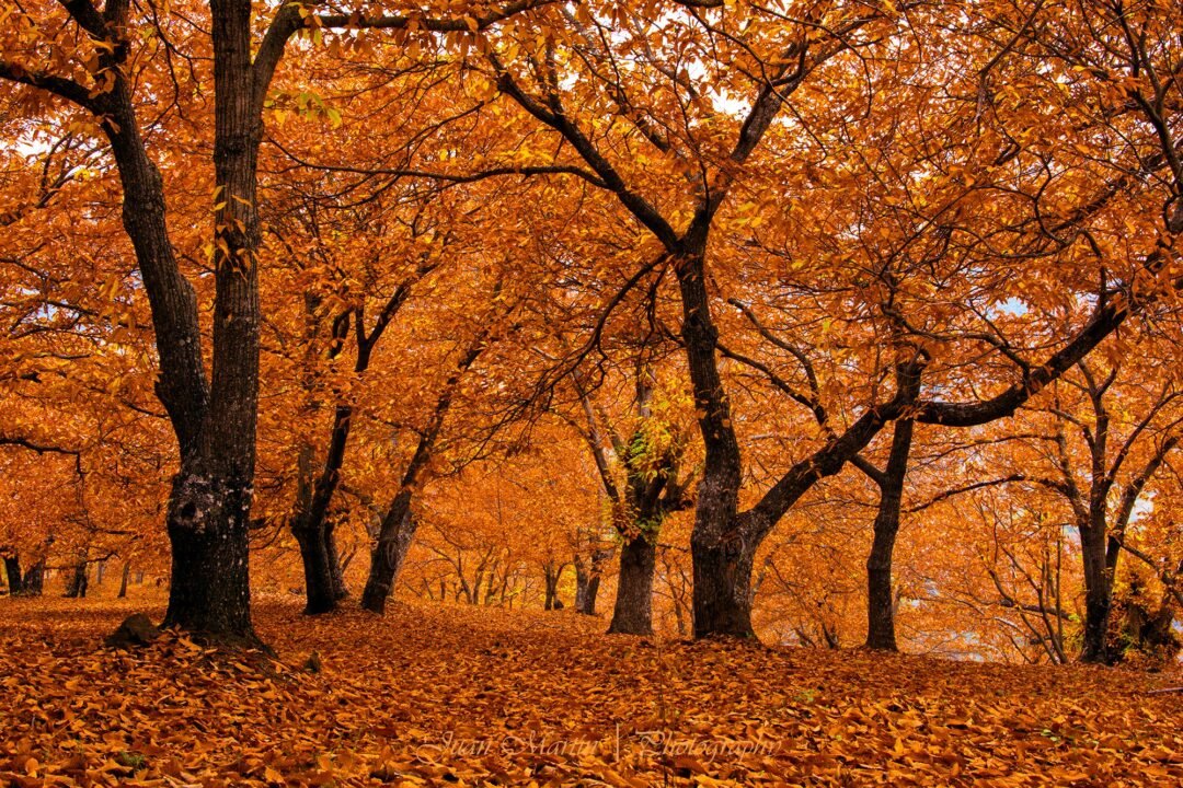 bosques de cobre en Málaga