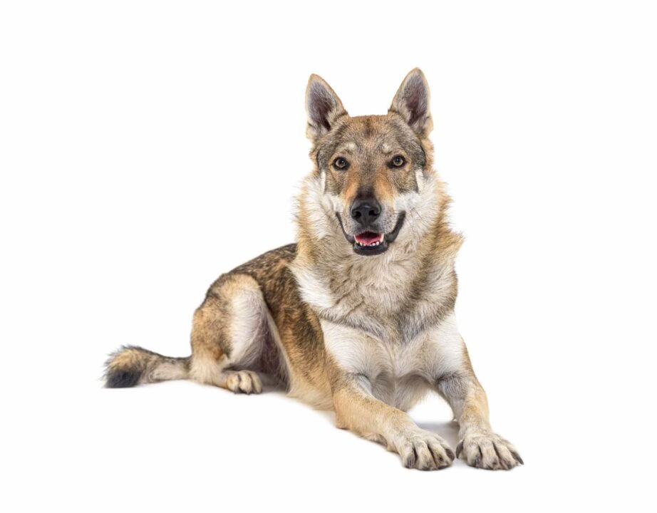 Perro lobo checoslovaco