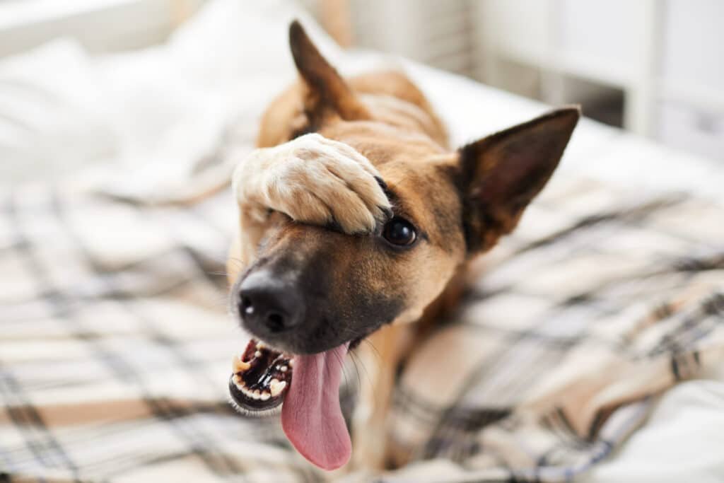 razas perros caros