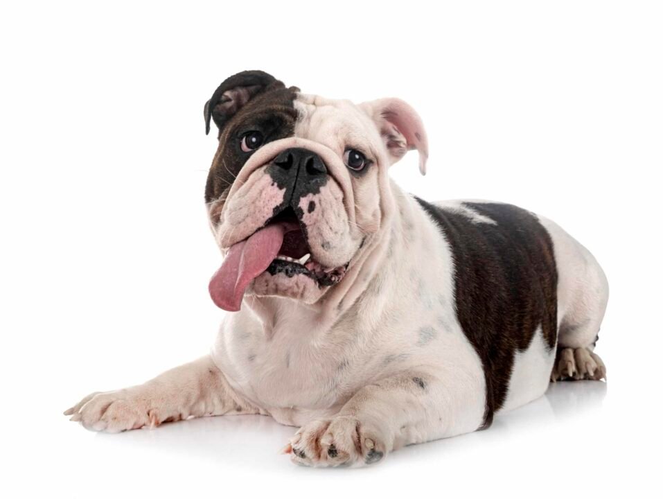 Bulldog Inglés
