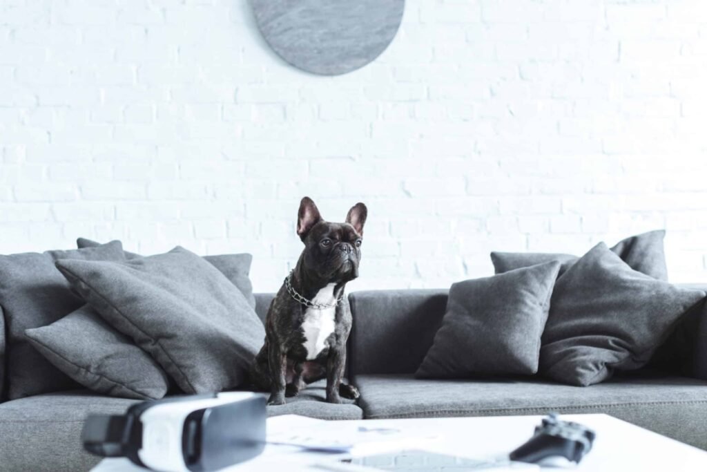 gadgets mascotas 2022