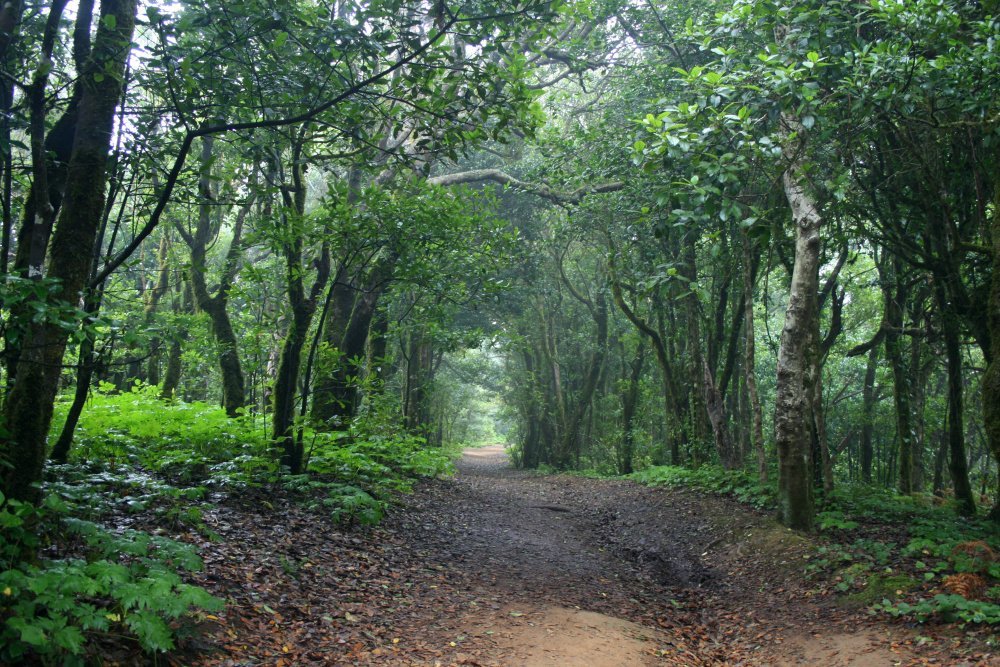 sendero encantado en Tenerife