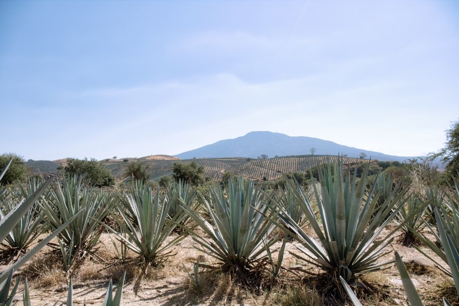 Agave Alemania