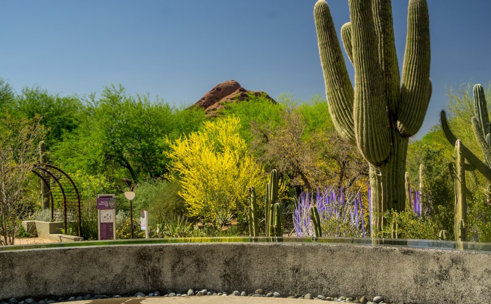 Arizona Jardí­n botánico