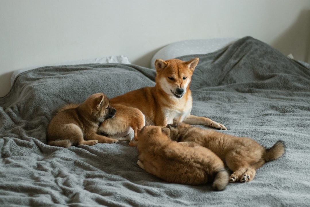 Señales de que una perrita va a parir