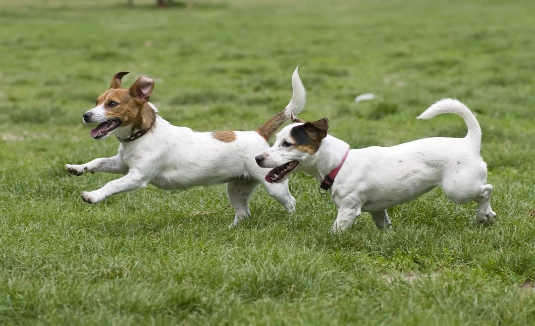 tips para perros felices