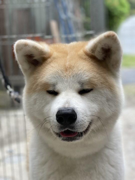 Razas de perros Akita inu