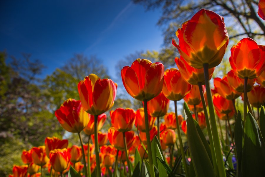 Las flores más hermosas del mundo tulipán