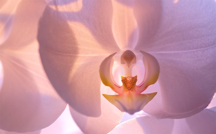 orquídeas moradas