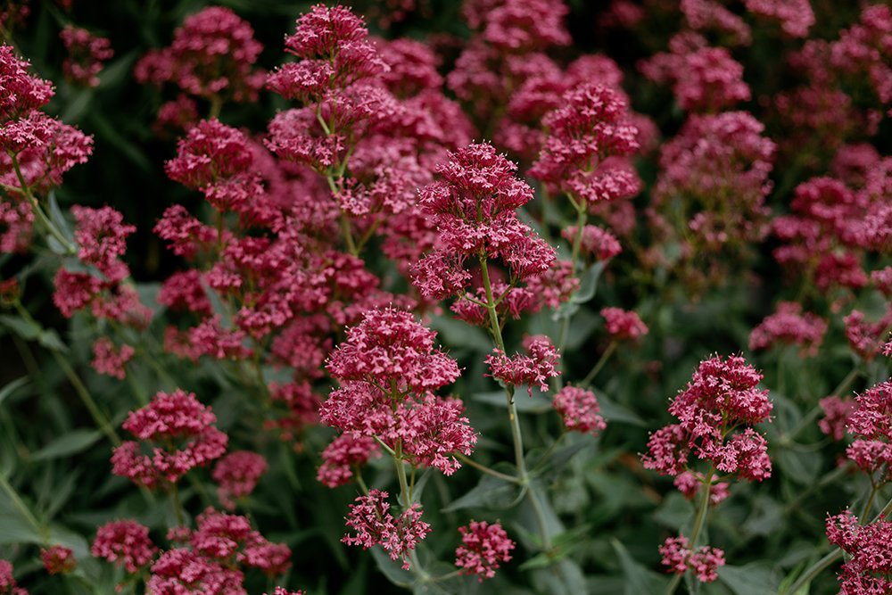 Para qué sirve la valeriana