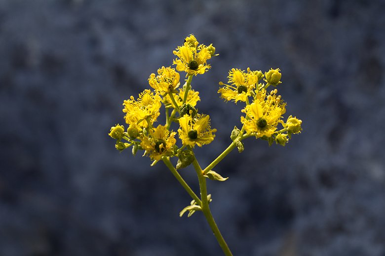planta de ruda