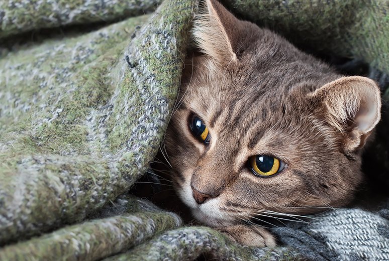 Señales de que tu gato está enfermo