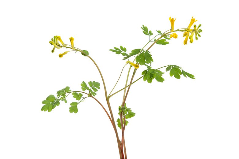 planta de ruda