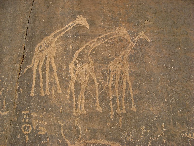 El grabado de la jirafa