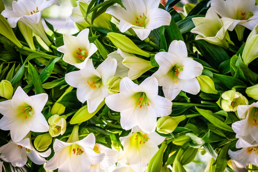 Flores hermosas para una mujer lirios