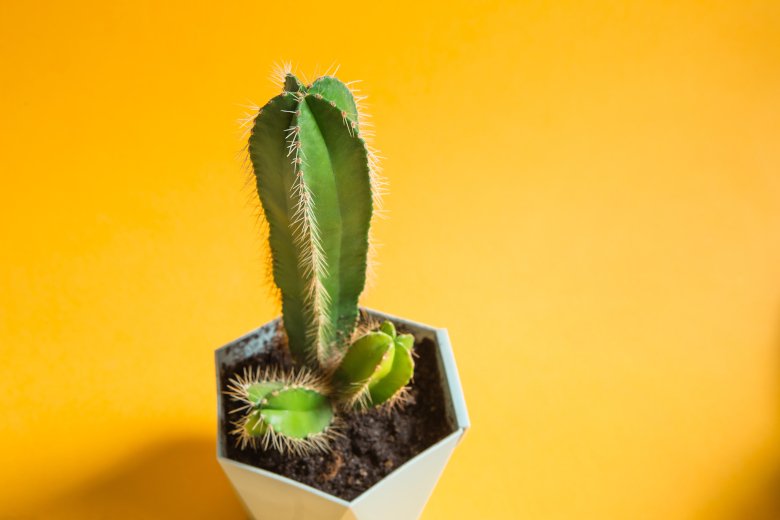 Promedio de tamaño de penes