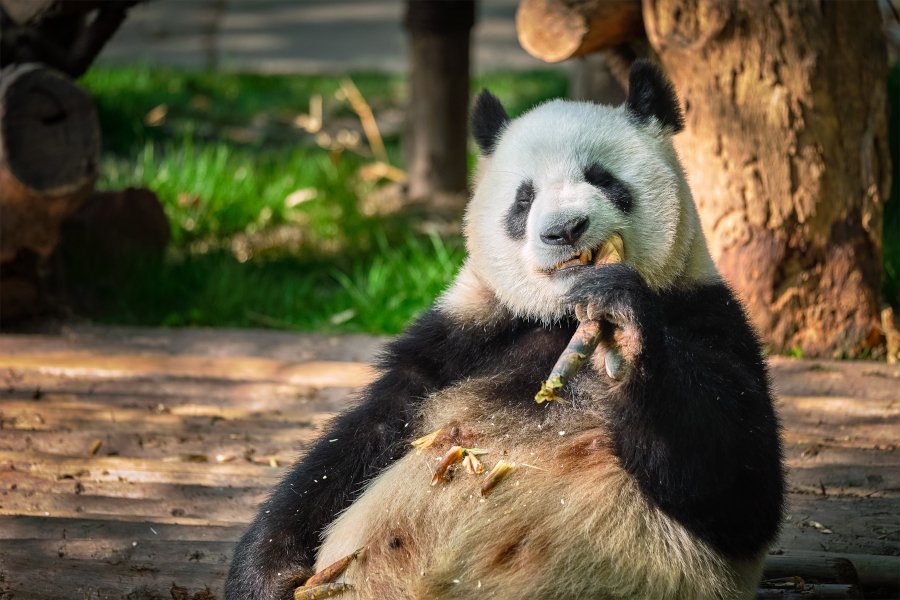 Panda en peligro de extinción