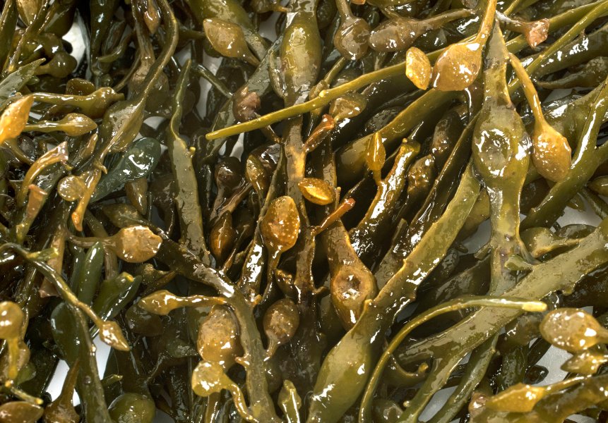 fucus vesiculosus