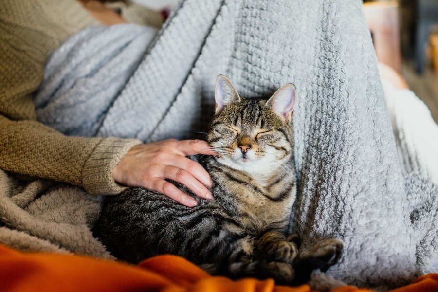 Señales de que tu gata está en celo