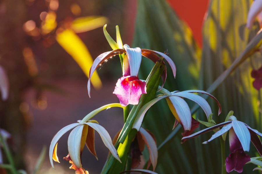 orquídeas lindas flores exoticas