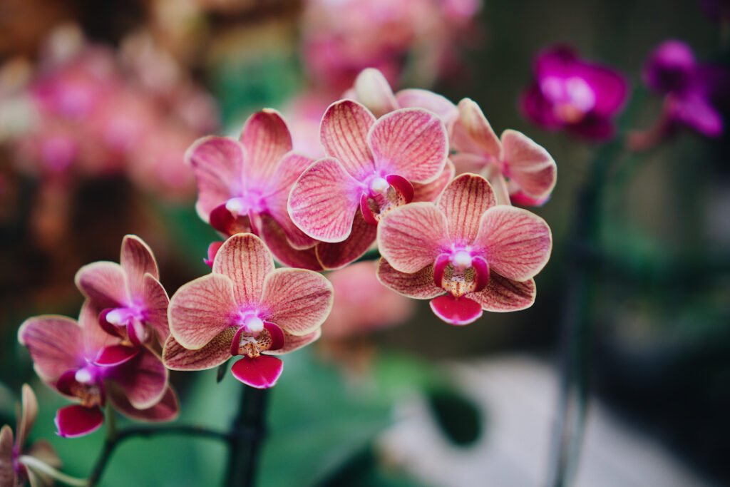 orquídeas tipos