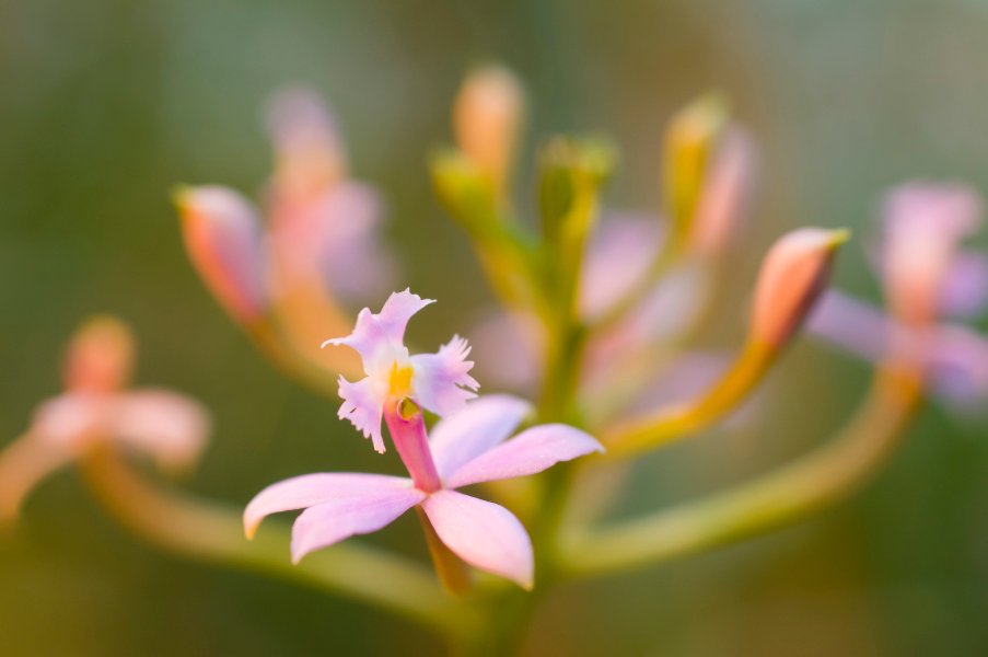 plantas hermosas