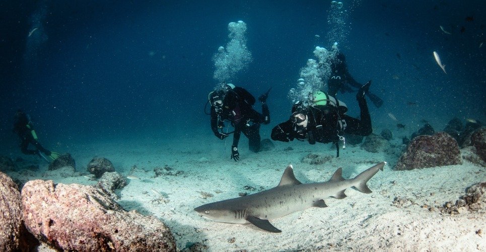 profundidades especies nuevas marinas