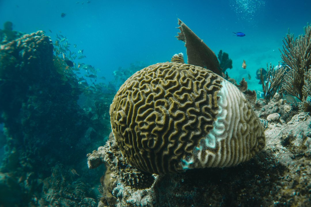 cambio climático biodiversidad corales